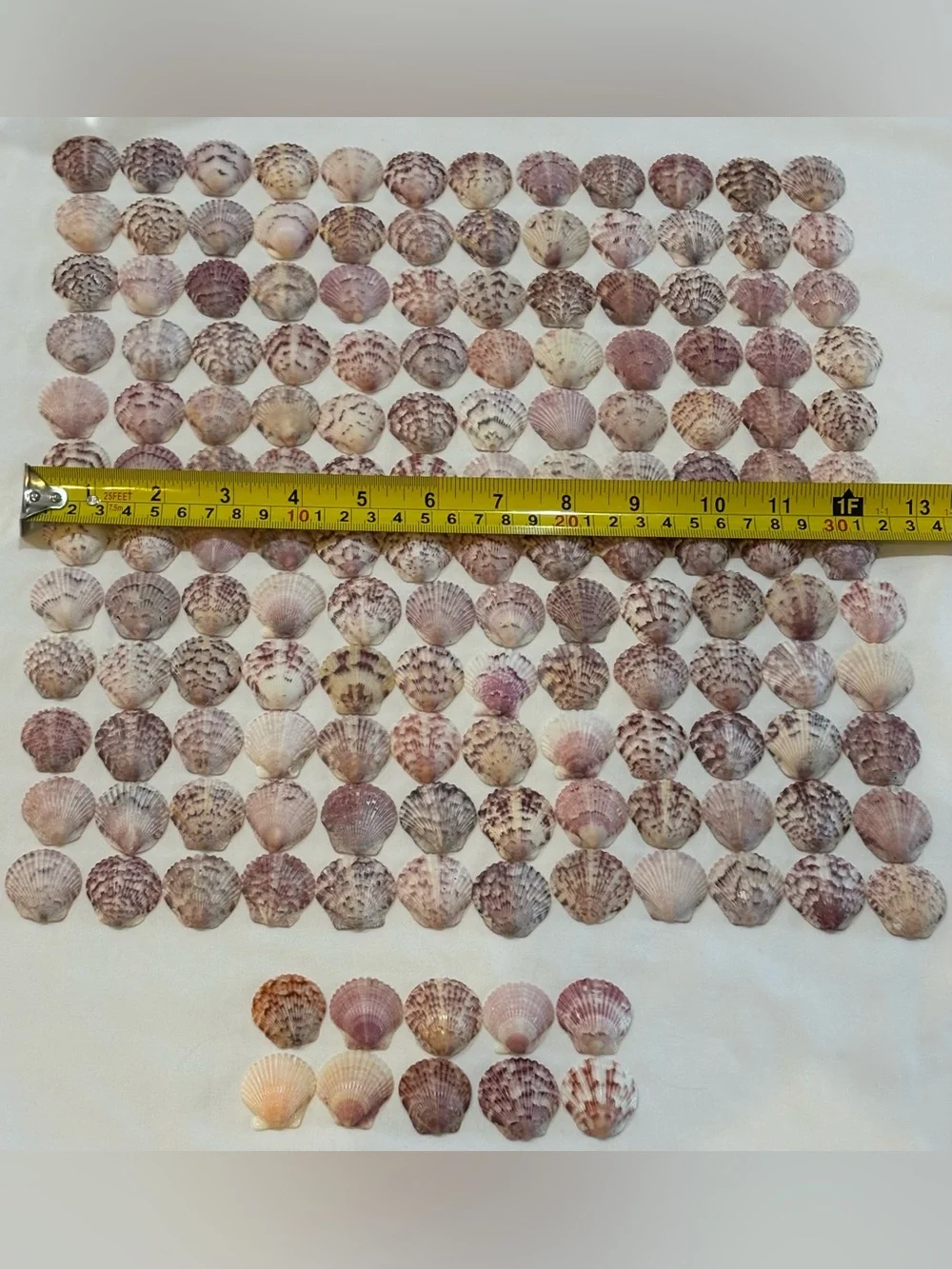 154 LOT SEA SHELLS SANIBEL FL.  SCALLOP 1